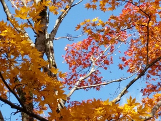 2016-11-13 11.28.08.jpg