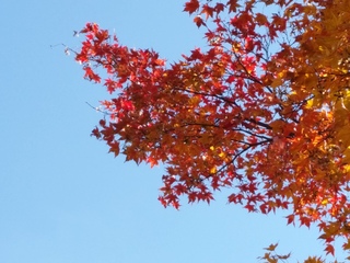 2016-11-13 11.30.37.jpg