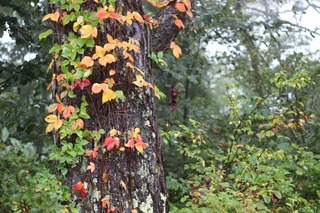 IMG_0348.jpg