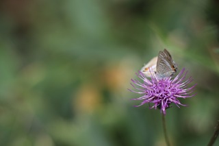 IMG_0389.jpg